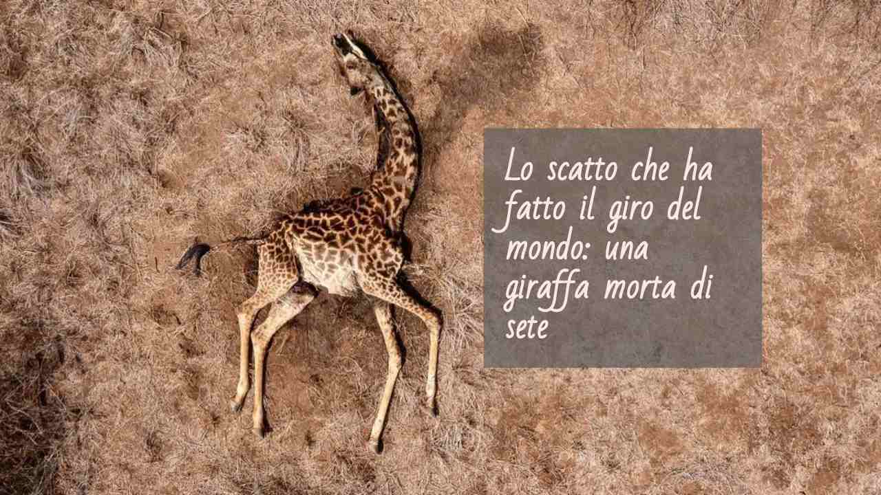 giraffa morta sete