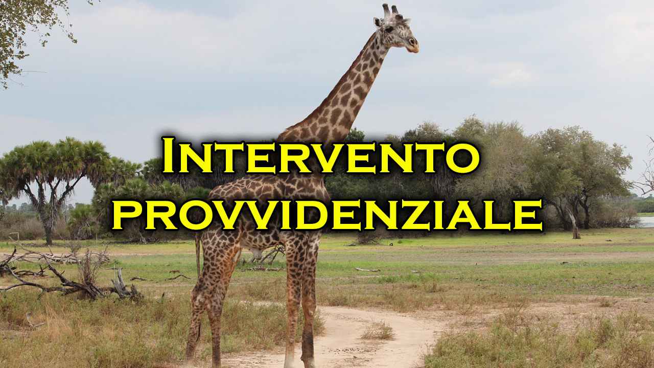 giraffa filo spinato intervento