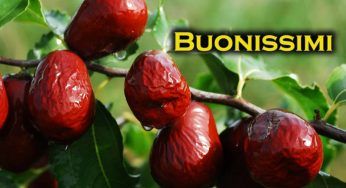 Giuggiole, un frutto dalle notevi sorprese: scoprilo con noi