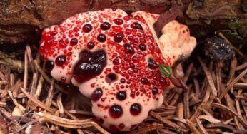 Il fungo che sanguina, conosciamo l’Hydnellum peckii