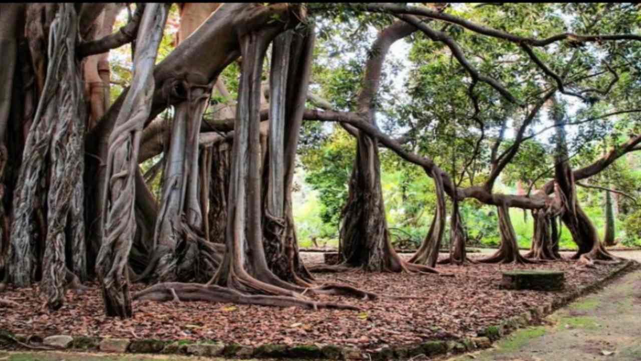 qual è albero anno 2022