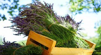 Talea di erbette aromatiche, come e quando effettuarla
