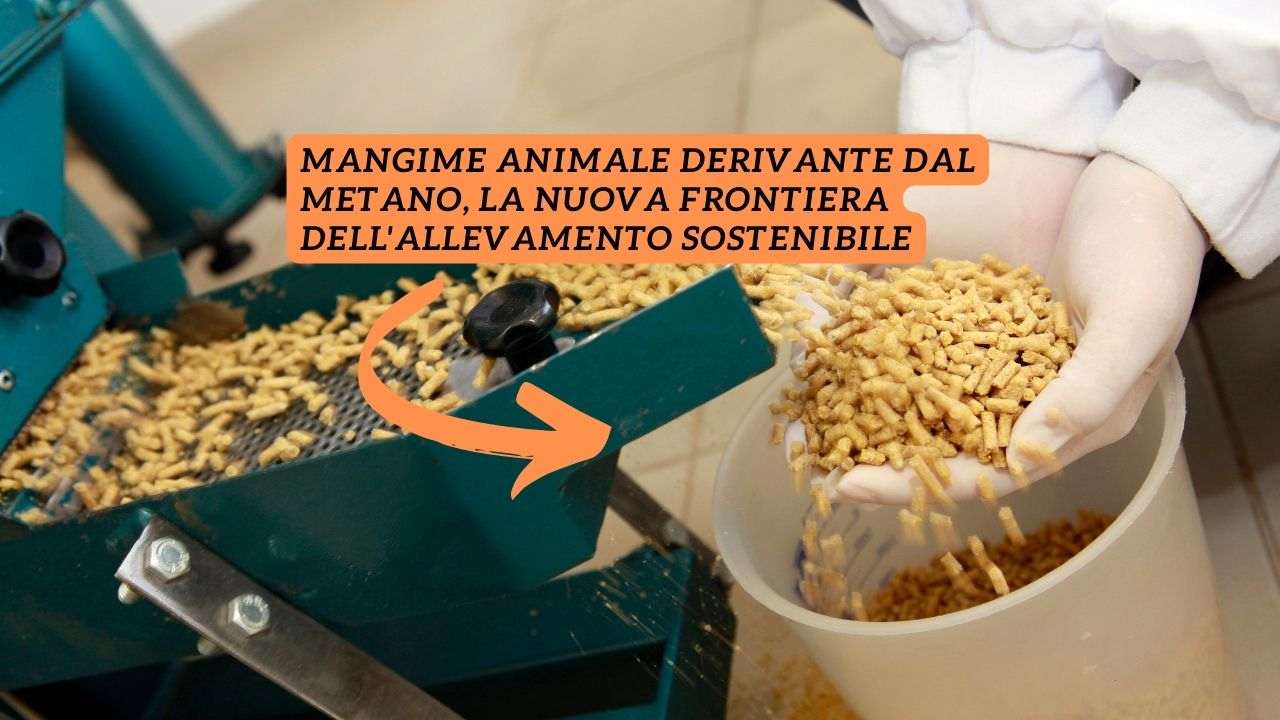 mangimi animali proteine metano