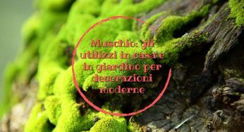Muschio, come possiamo adoperarlo? Le idee inaspettate