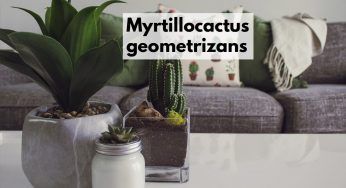 Myrtillocactus geometrizans, il cactus a forma di candelabro da non lasciarsi scappare