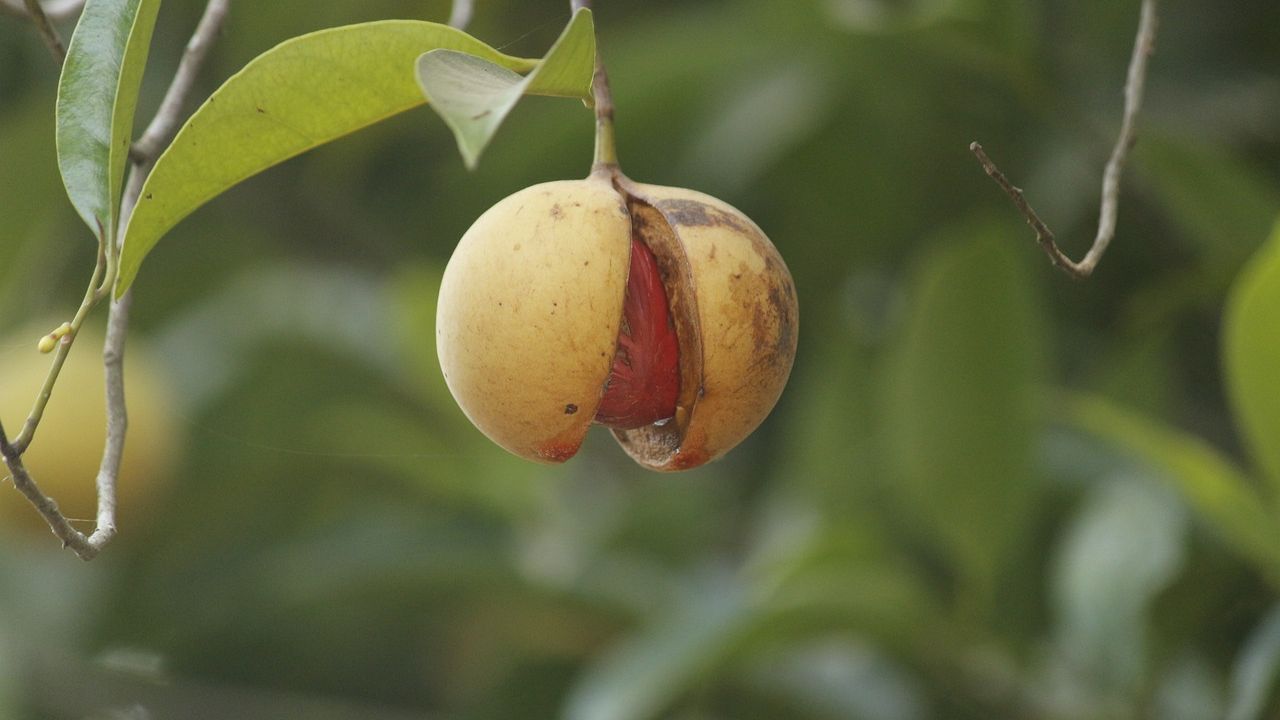 Noce moscata proprietà