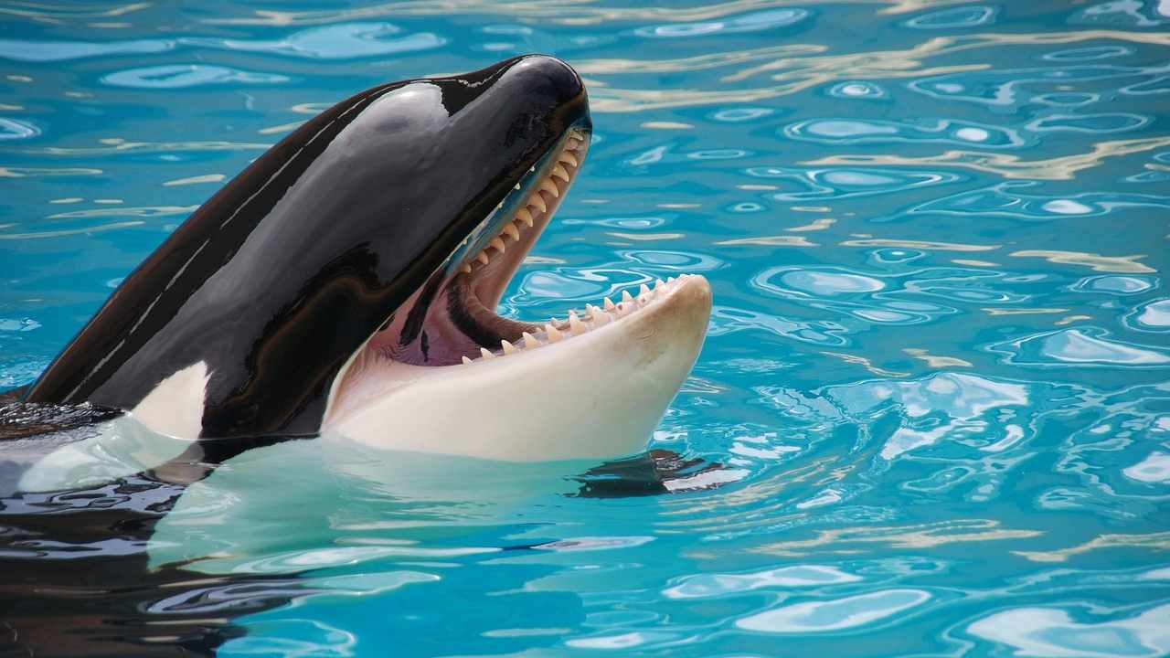 Orca assassina origine nome