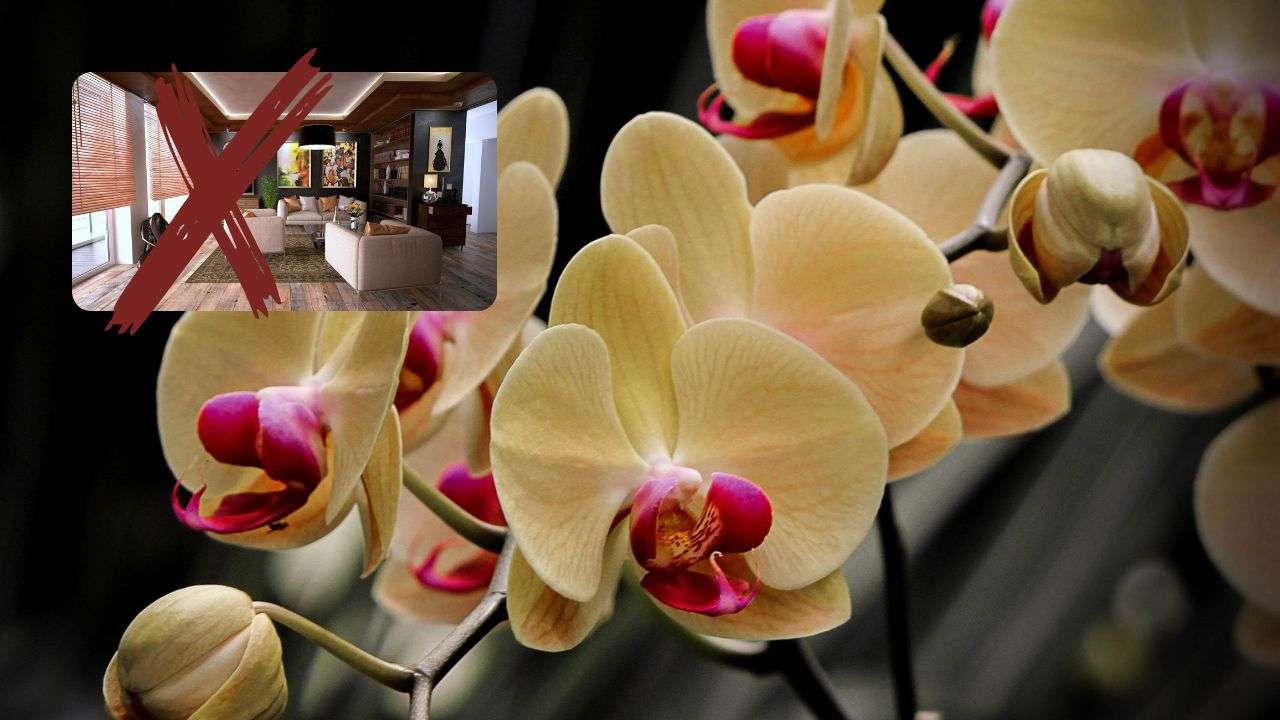 Orchidea casa specie vietata