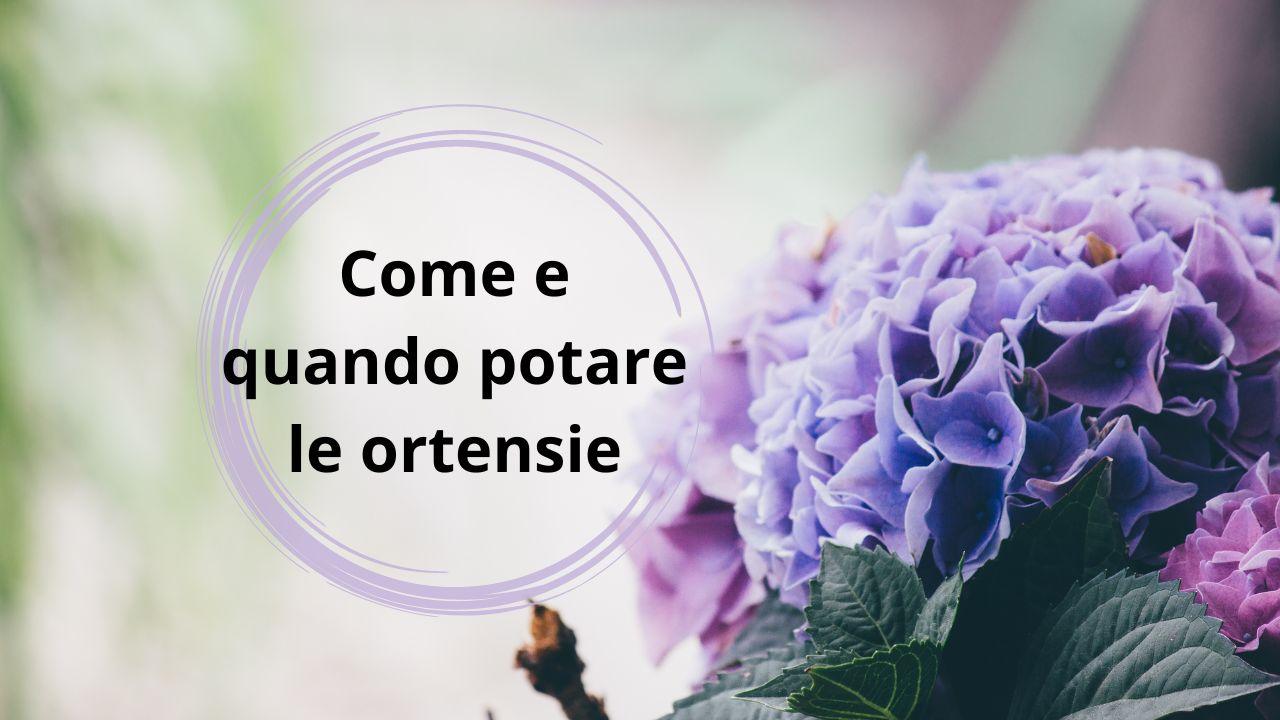 potature ortensie