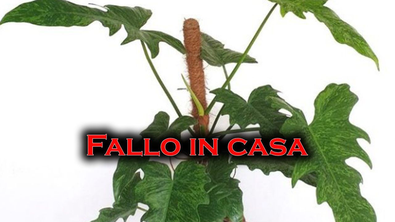 palo in muschio per pothos