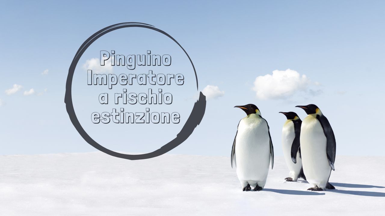 pinguino imperatore estinzione