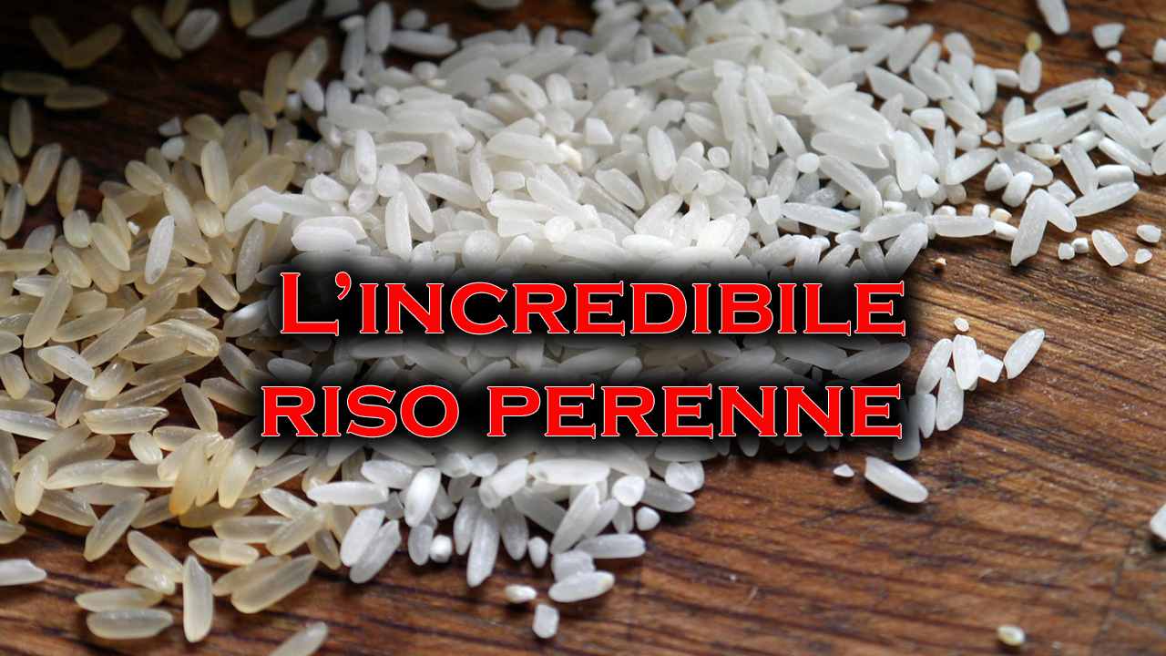 riso perenne svantaggi