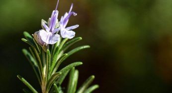 Rosmarino rigoglioso anche in autunno, devi fare così: non è più un segreto