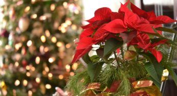 Stella di Natale, è questa la sua posizione preferita per fiorire tutto l’anno