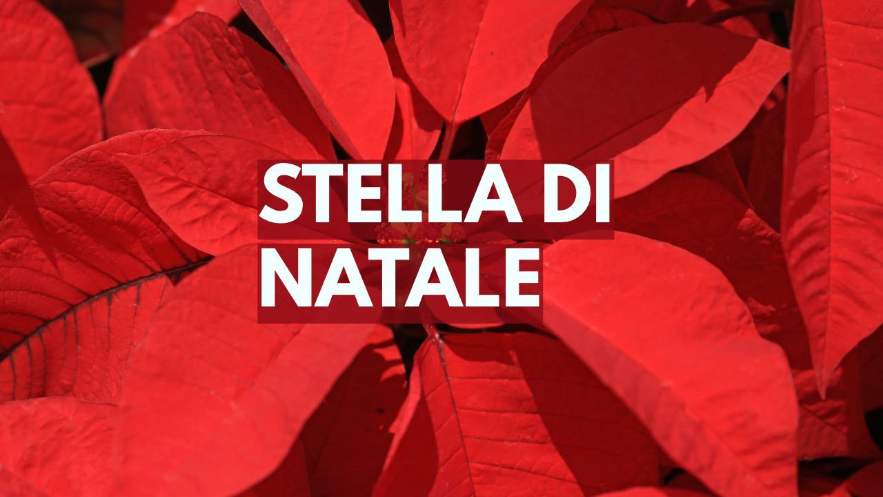 stella di natale come curarla