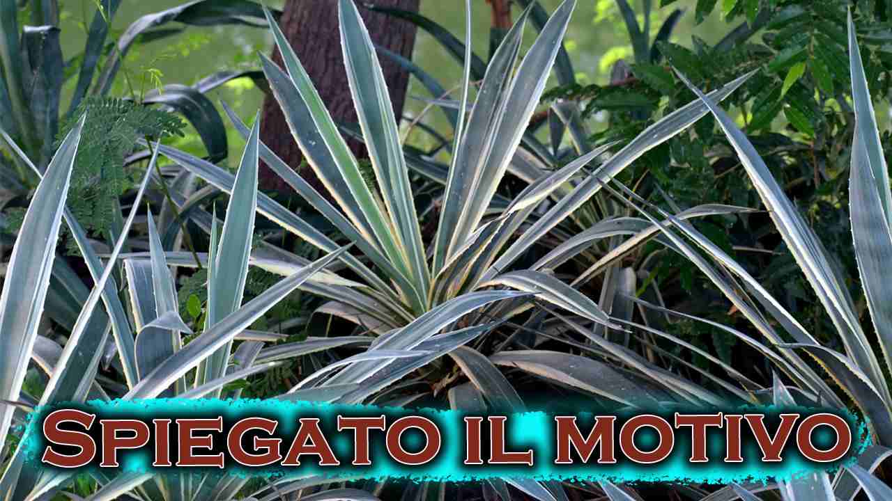 yucca foglie rotte motivo