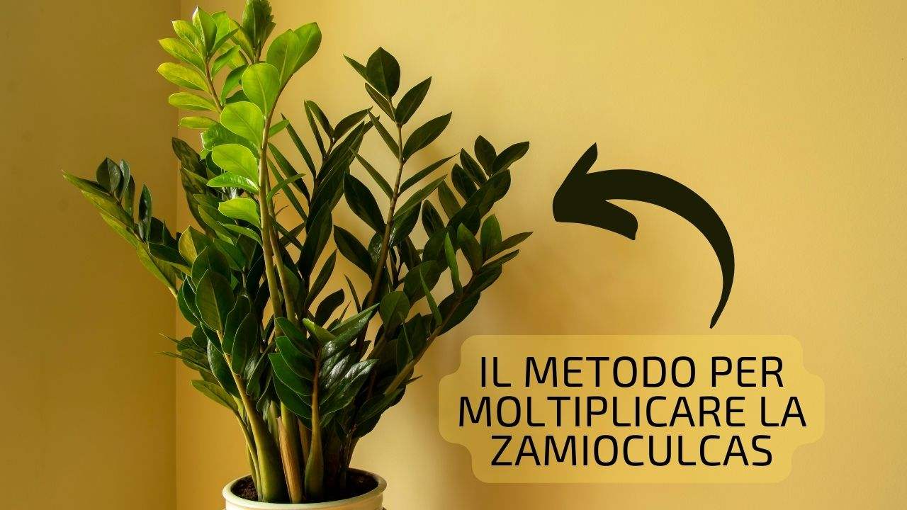 moltiplicare Zamioculcas