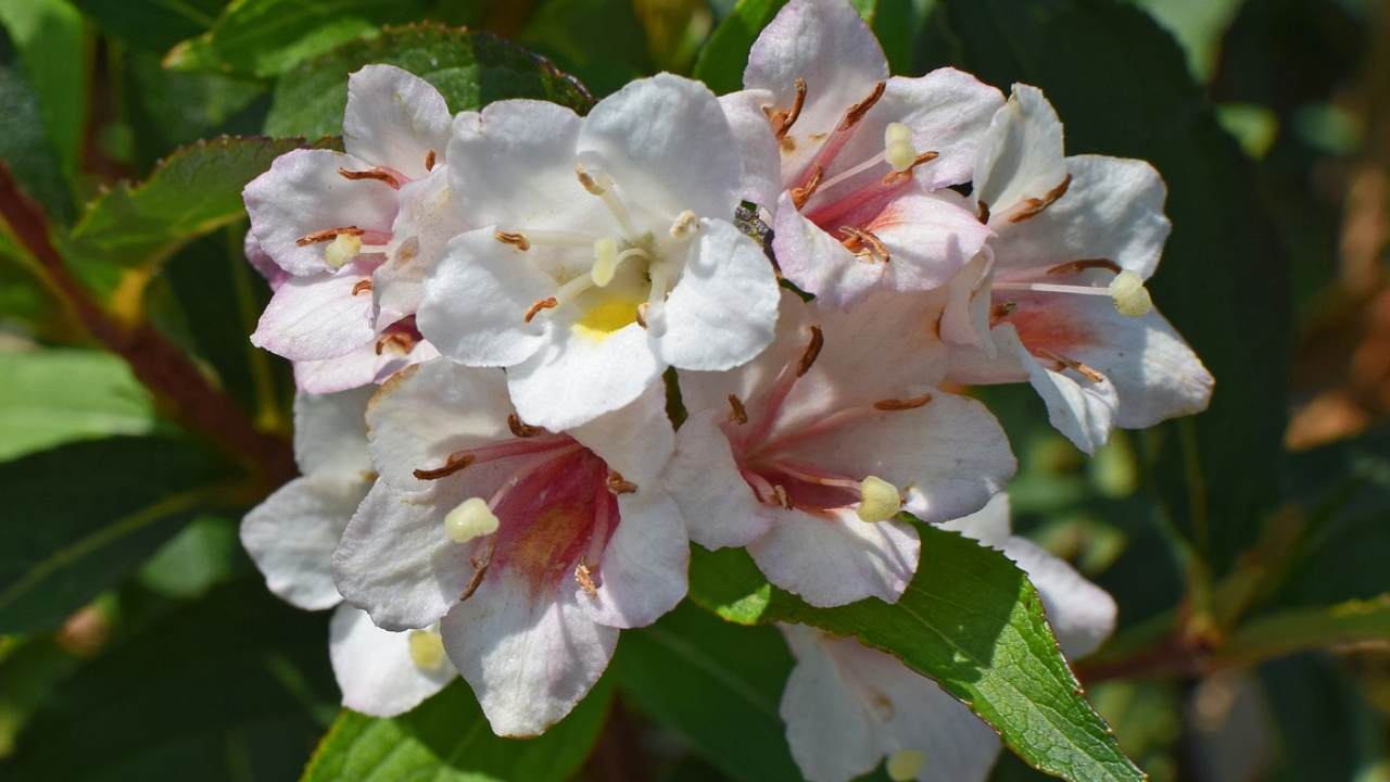 abelia segreto averla fiorita