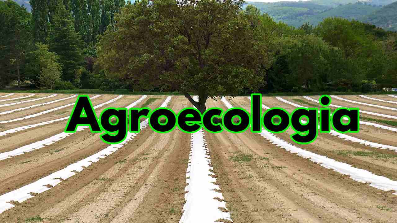 Agroecologia sistema agricolo sostenibile