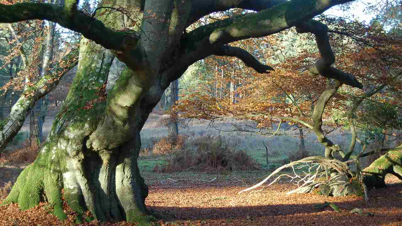 alberi parlano si aiutano