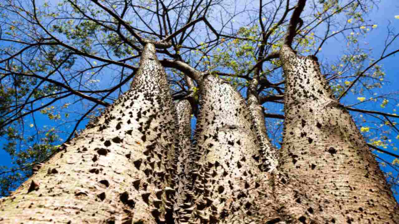 caratteristiche albero della dinamite