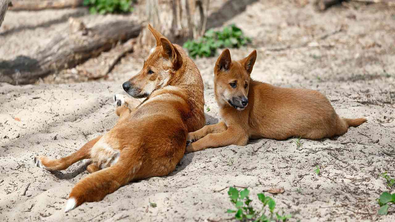 multe salatissime per chi si reca in spiaggia con i cani, in Australia