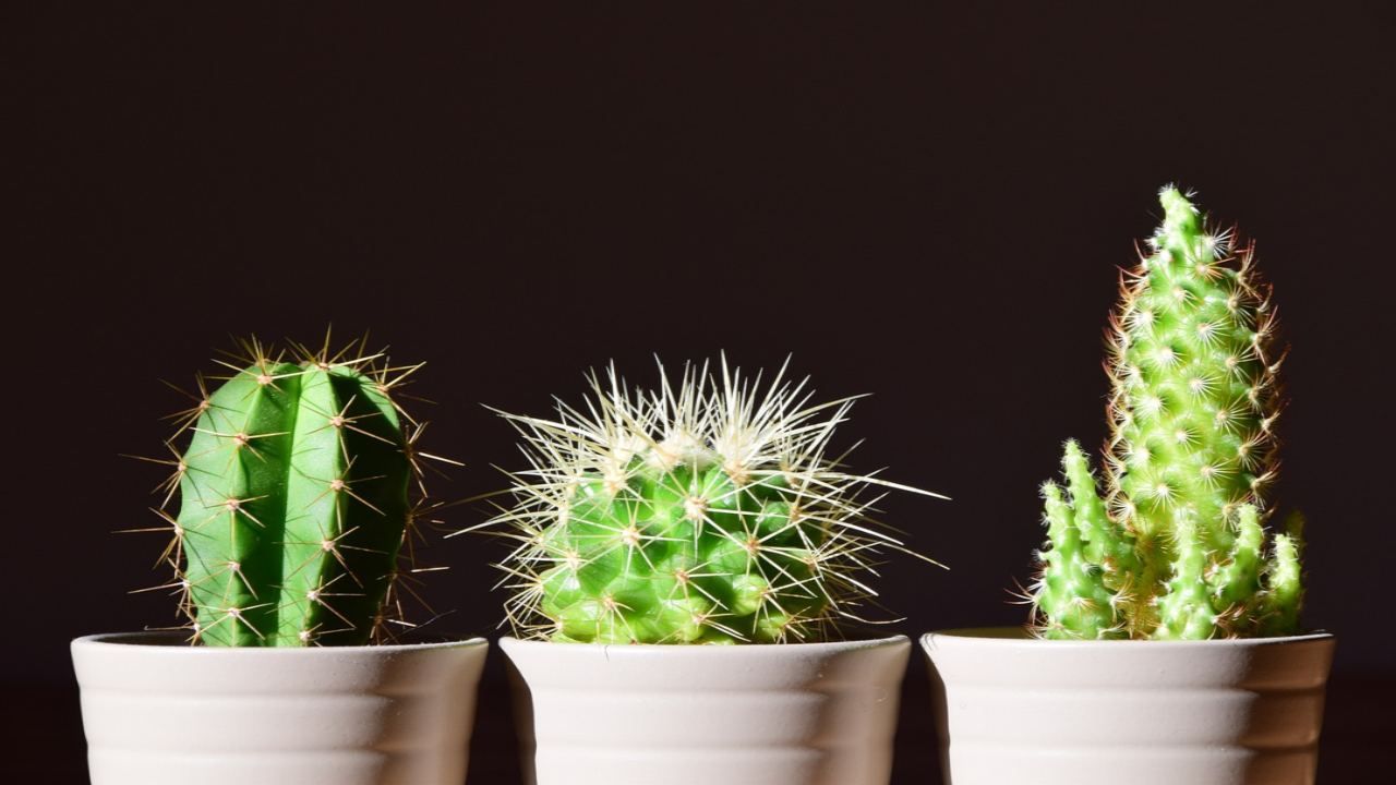 cuscino suocera cactus forma particolare