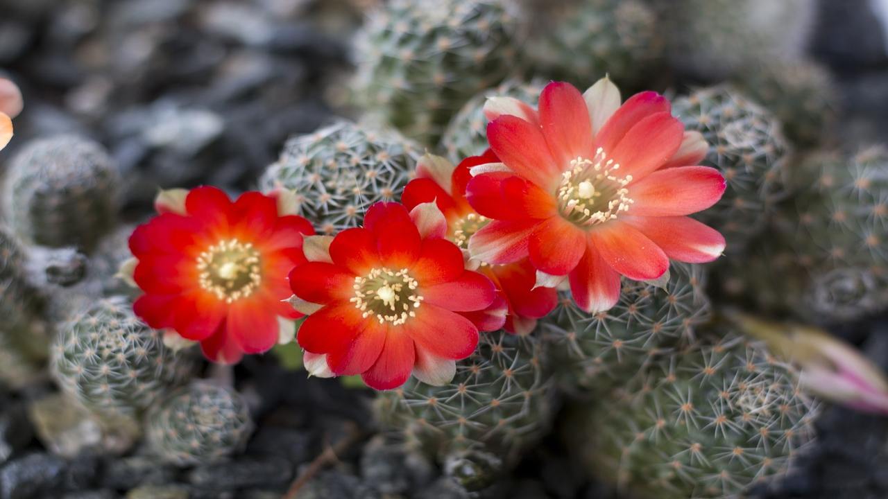 Rebutia pianta fiori