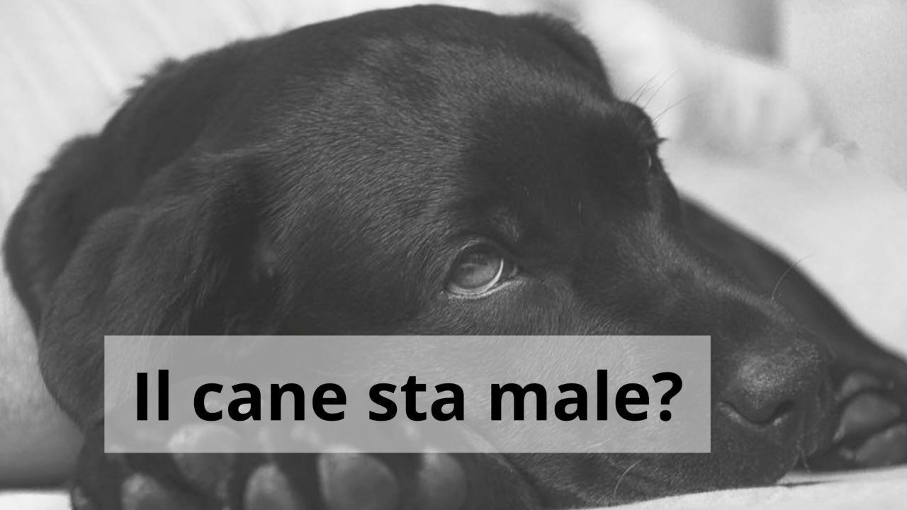 cane dolore accorgimenti