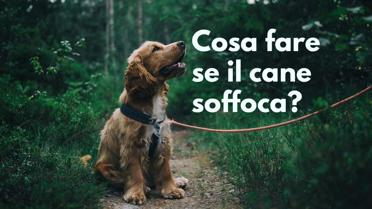 cane che soffoca segnali