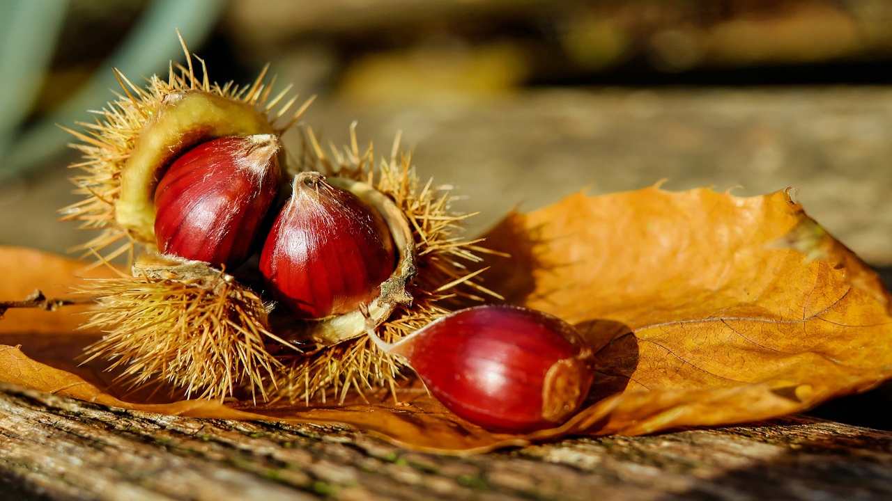 castagne proprietà