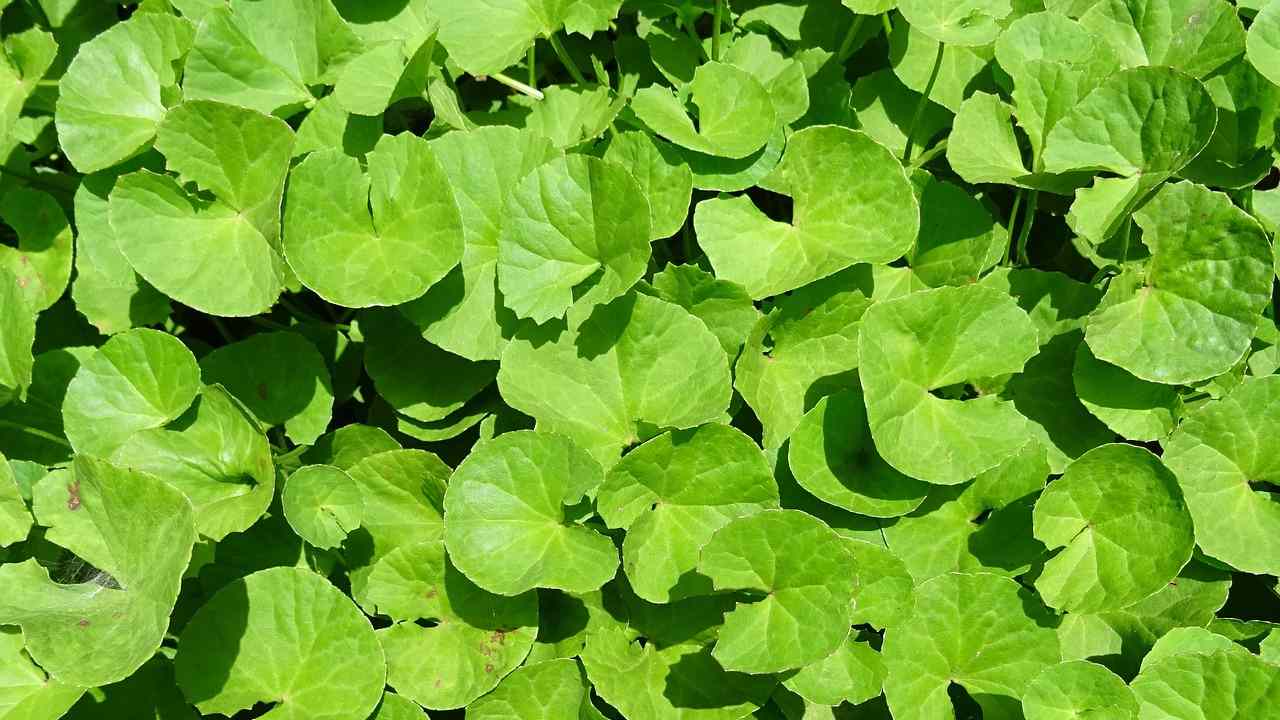 Centella asiatica proprietà