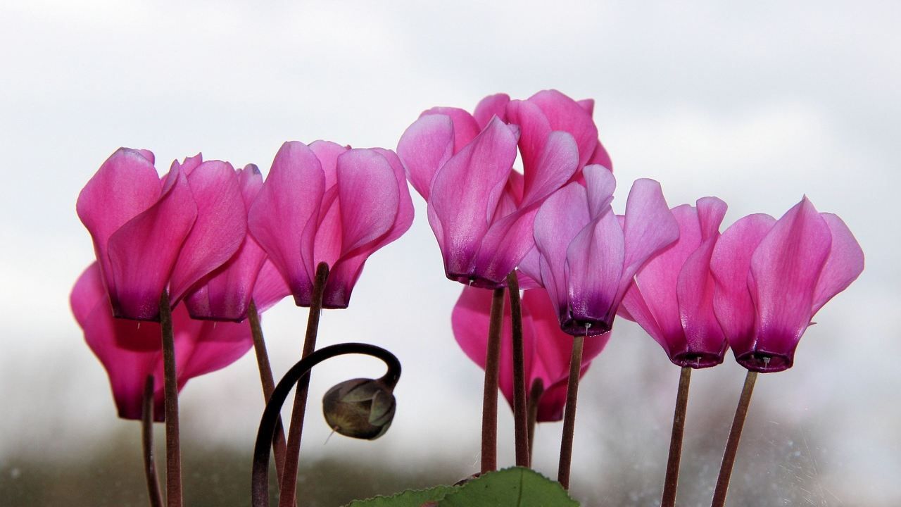 Ciclamino fucsia coltivazione