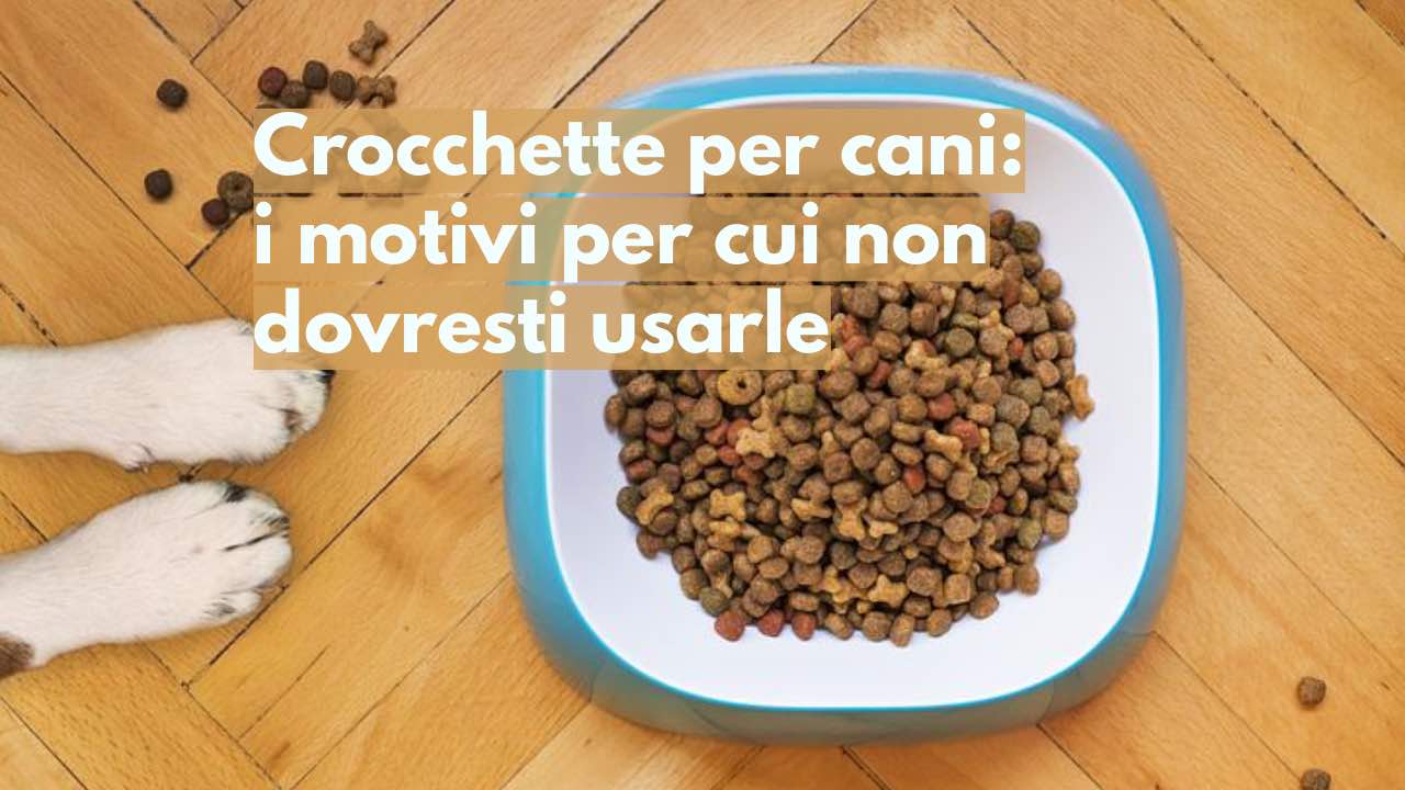 crocchette ingredienti cani