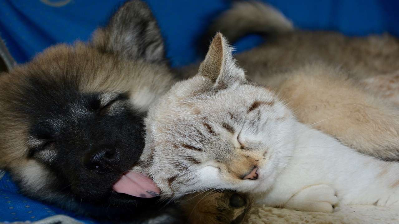 cane gatto varie personalità secondo scelta