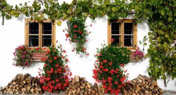 Fiori dell’edera, in autunno svolgono una funzione importante