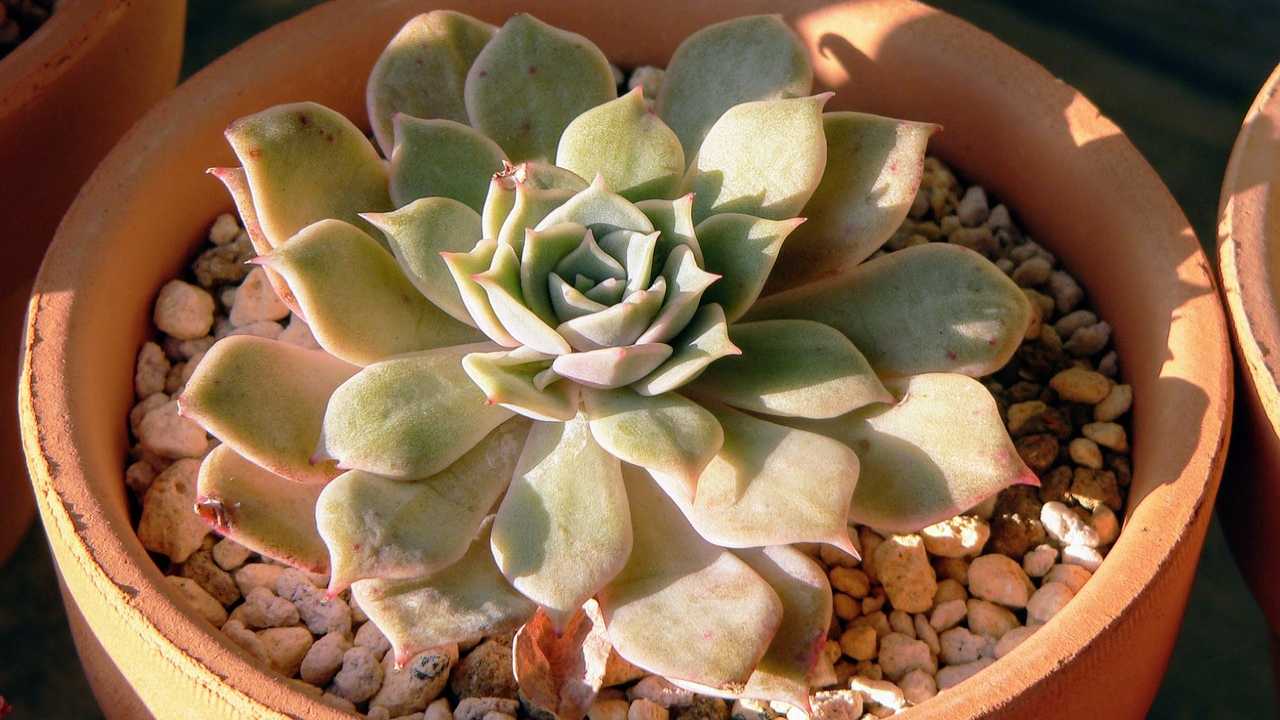 echveria propagarla gratis segreto