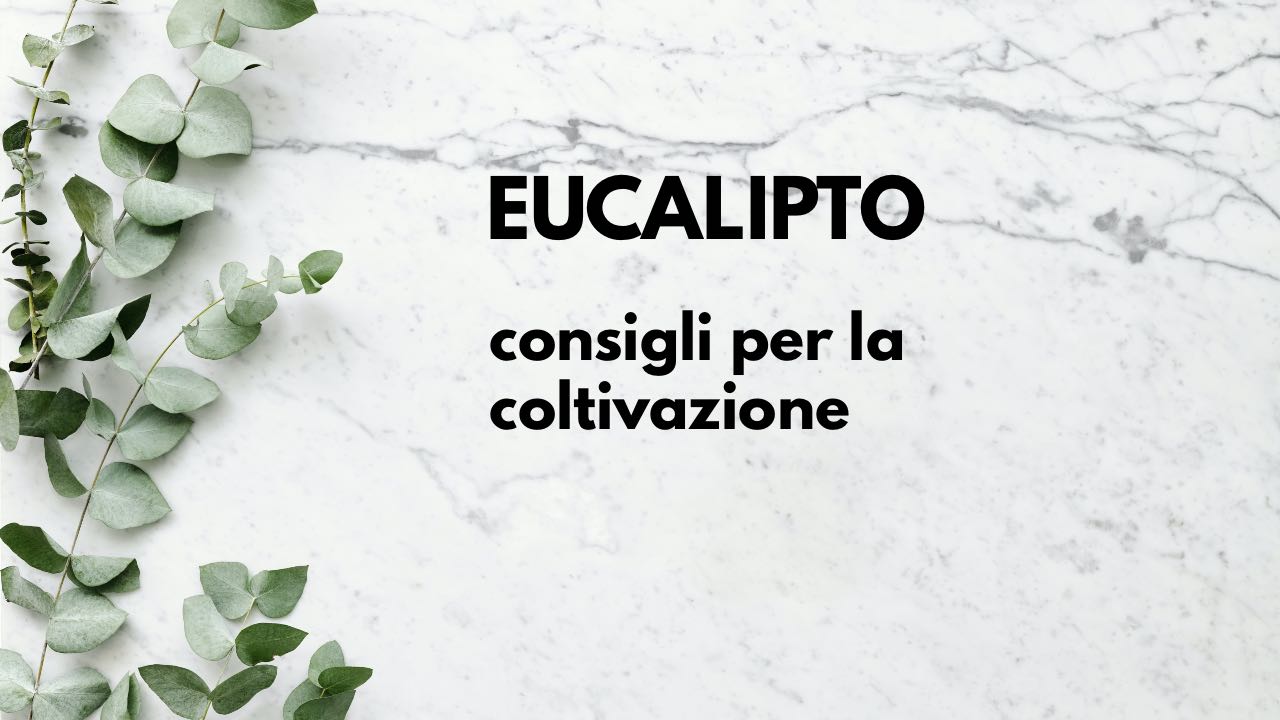 eucalipto coltivazione esatta