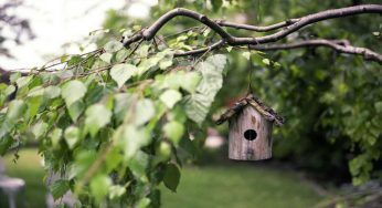 Alberi da giardino, queste sono le scelte migliori: imperdibili