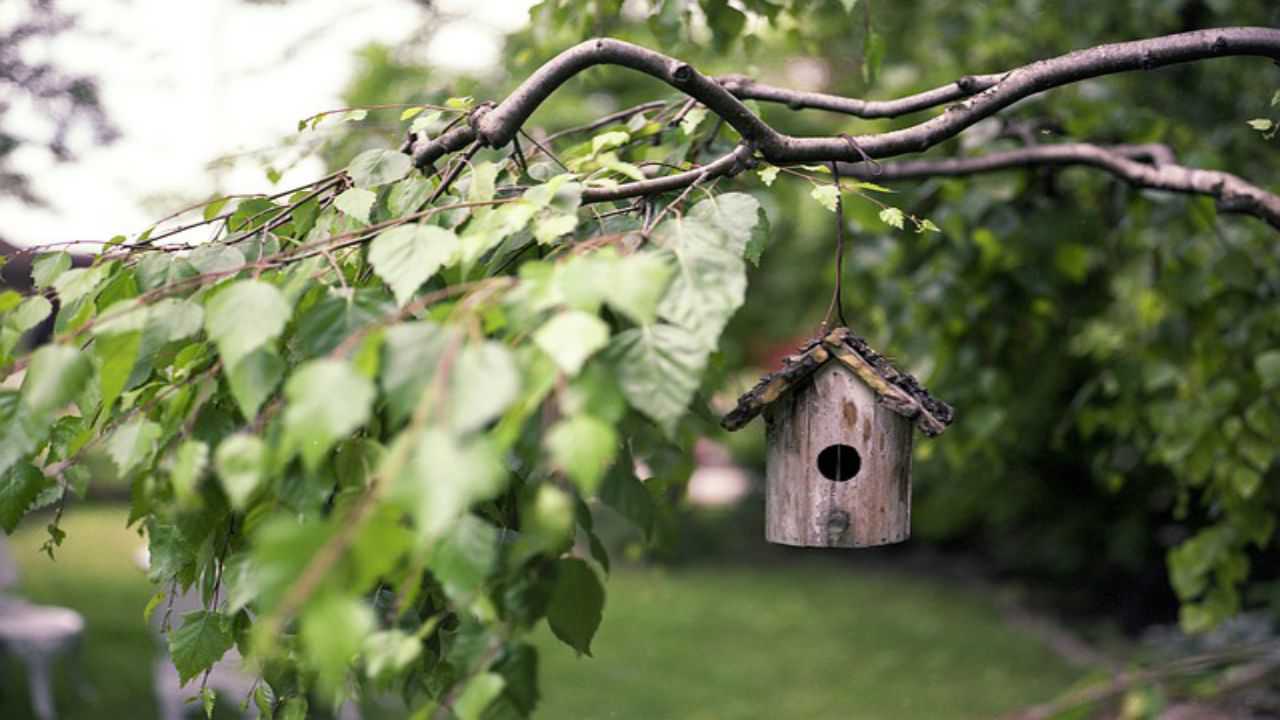 fogliame verde albero