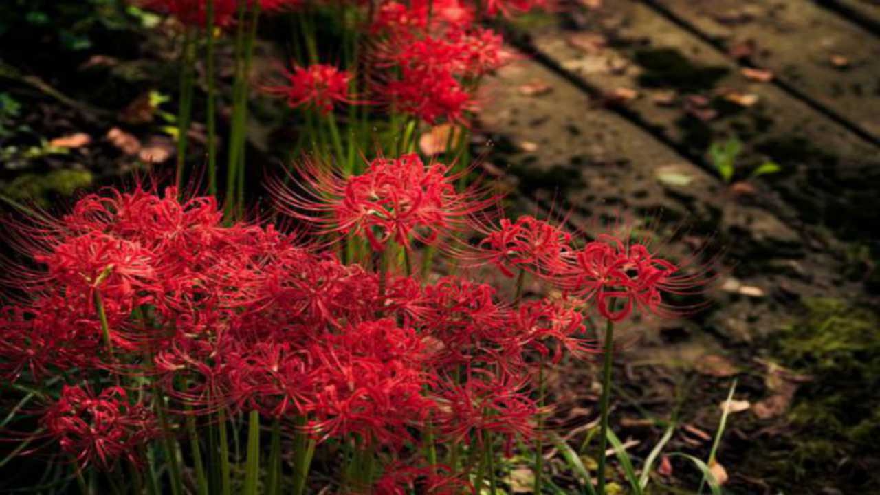 amaryllis fiori pianta