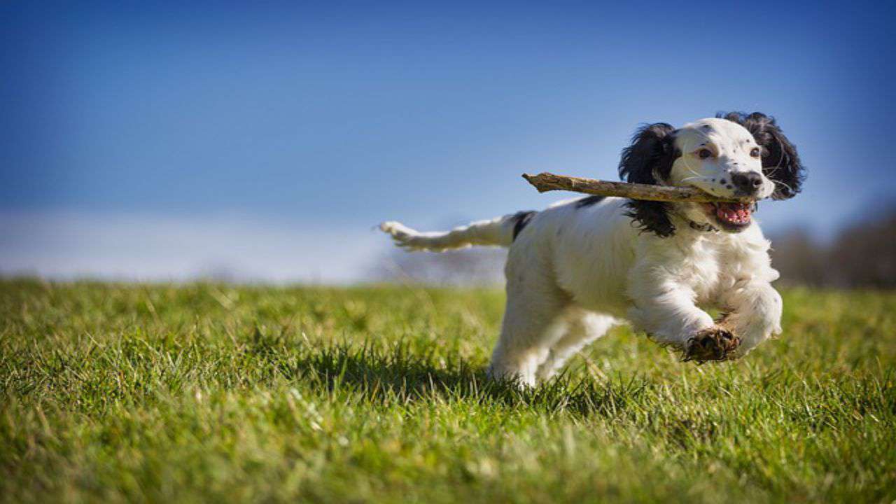 cane corsa gioco