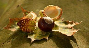 Castagne, i 5 superpoteri che dovresti conoscere: uno meglio dell’altro