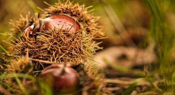 Raccogliere castagne e pigne da terra è illegale: cosa si rischia