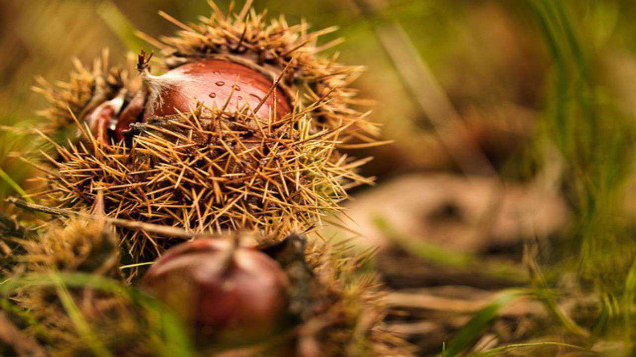 marroni frutta autunno