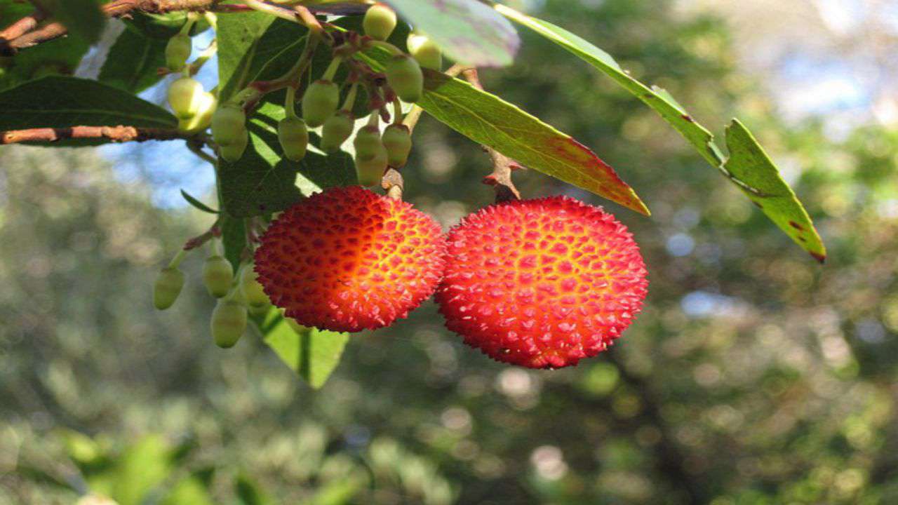 corbezzolo frutto pianta