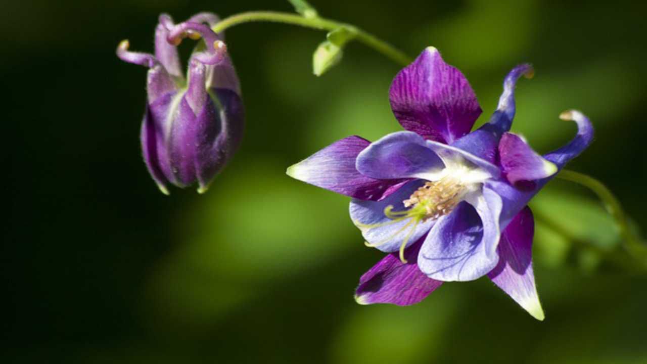 aquilegia fiore viole