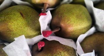 La Passacrassana, una dolce pera in via di estinzione