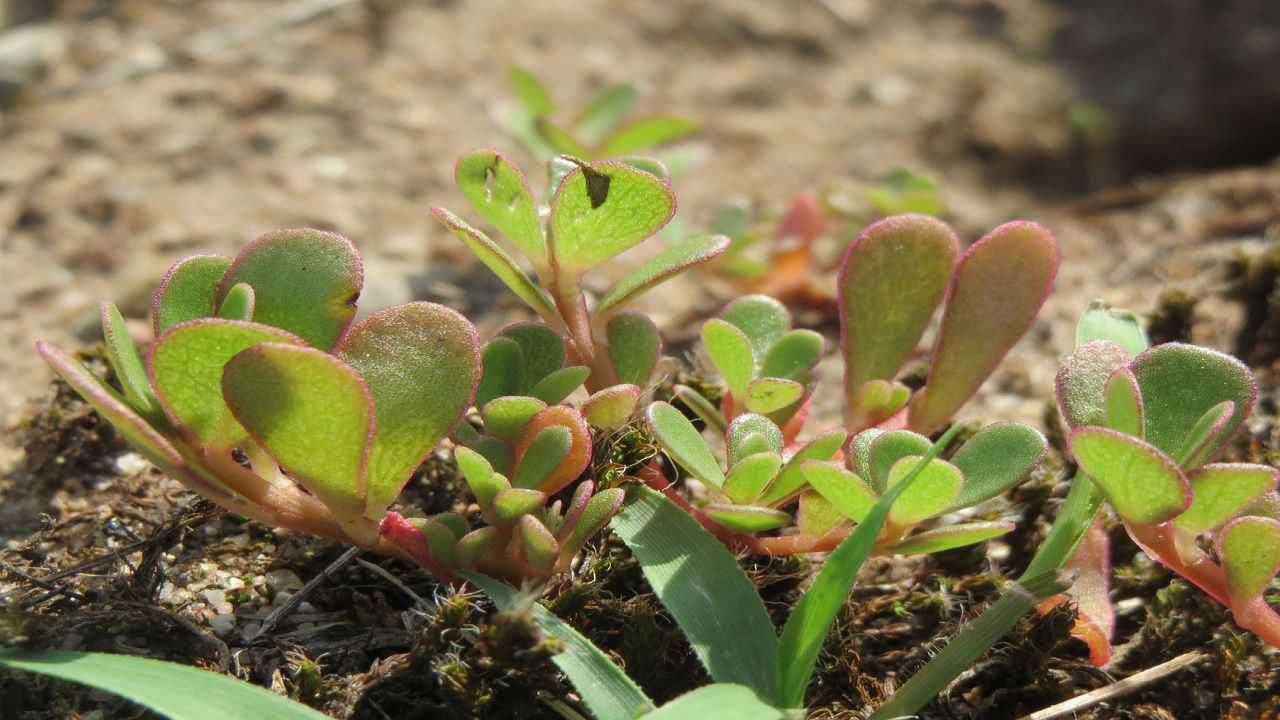 portulaca verde comune