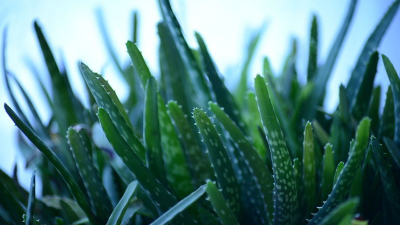 aloe pianta natura